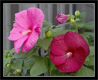 Giant hibiscus flowers