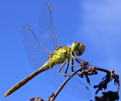 Dragonfly in tree