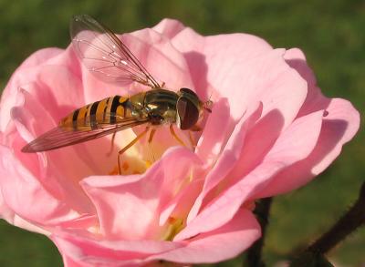 Fly in pink rose