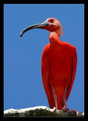 Scarlet Ibis *    by Tim Rucci