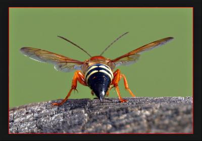 Wasp *    by Tim Rucci