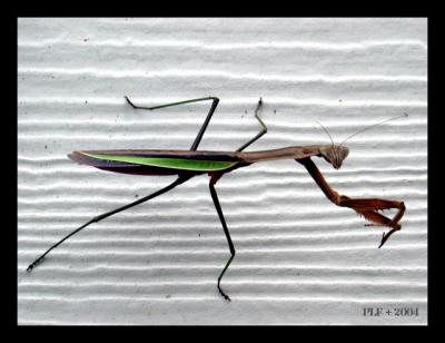 Mantis(*)