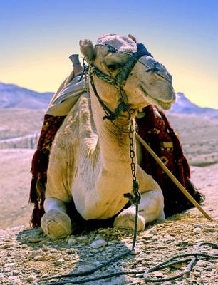 Second Place - Desert Survivorby Moti
