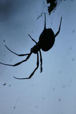 Arachnophobia*