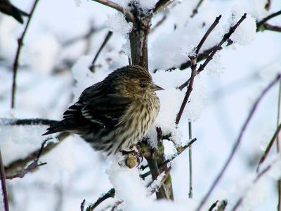 Winter Survival