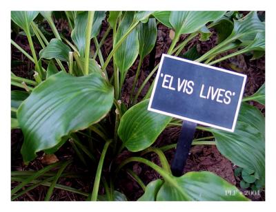 Elvis lives (*)