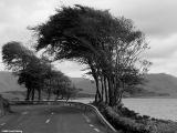 <B>Trees</B>*