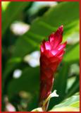Hawaiian Red
