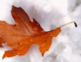 Leaf of Winter