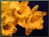 Daffodils