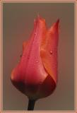 Blushing Lady Tulip at Night (*)