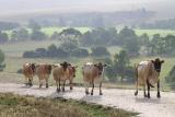 Favourite cows*<BR>First Place