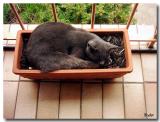 Sleeping Devil *