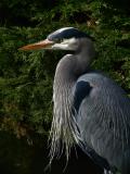 Great-Blue-Heron