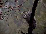Rain-Drops