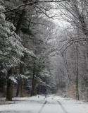 A walk in the woods *<BR>Fourth Place
