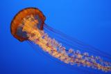 Jelly (*)