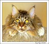 Wide-eyed Wonder . . . *  by Bee