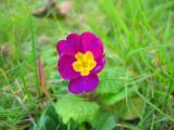 Purple flower