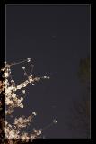Orion and a Cherry Tree