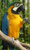Parrot in the Jungle