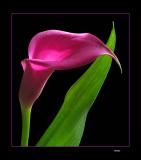 Calla Lily <br> by ralph m 4th place