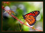 Butterfly *    by Tim Rucci