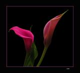 Calla Lillies II  <br> by ralph m