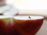 Ants dilemma    by Joe Bonello