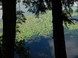 August pond *