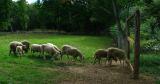 Follow the leader *