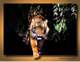 <b>Only 7,000 wild tigers left</b><br>by Richard Higgs