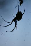 Arachnophobia*