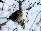 Winter Survival