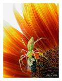 Seventh Place - Kill or bee killed (*)