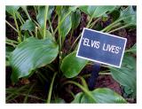 Elvis lives (*)