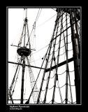 Mayflower2 - Symbol of Survival*