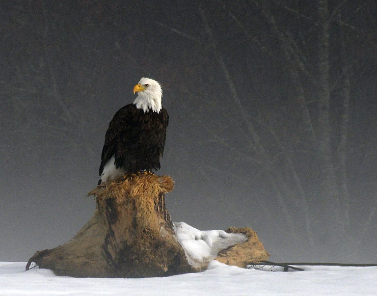 <B>Portrait of Majesty</B><BR>Third Place