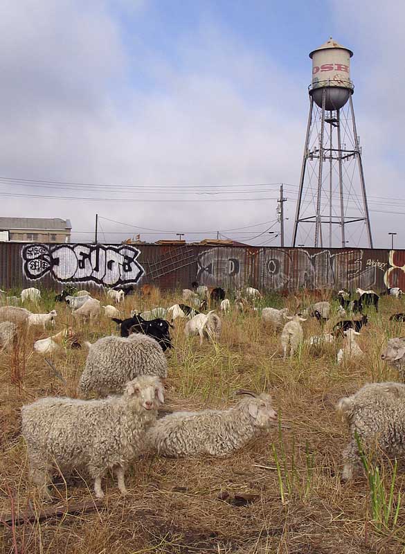 Junkyard Goats