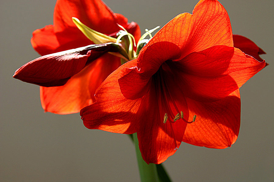 amaryllis*