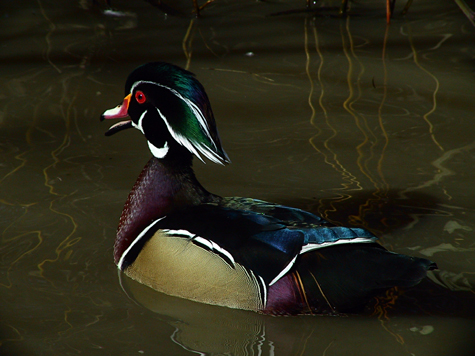 Wood-Duck