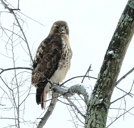 Watching me like a hawk *