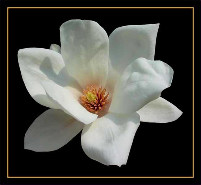 Magnolia