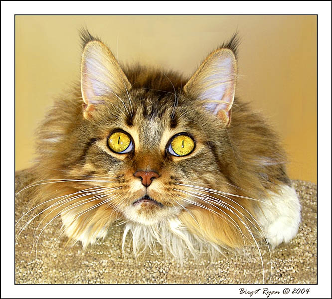 Wide-eyed Wonder . . . *  by Bee