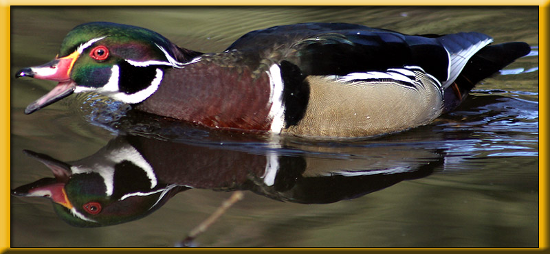 Wood Duck Quack *