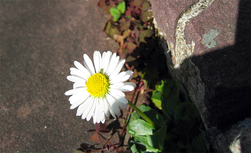 white flower (*)