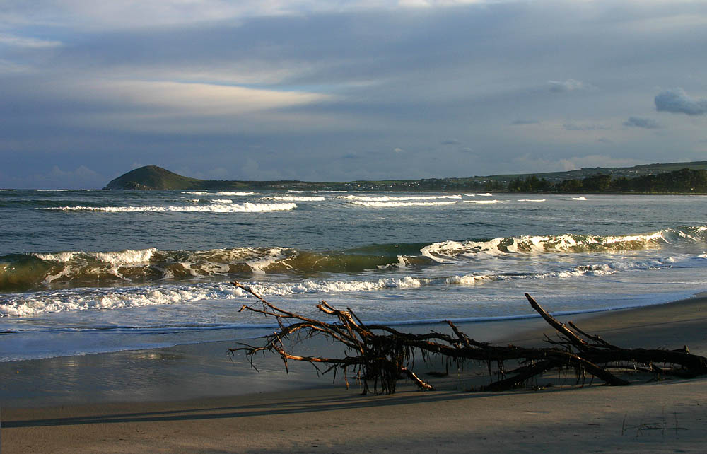 Driftwood  *