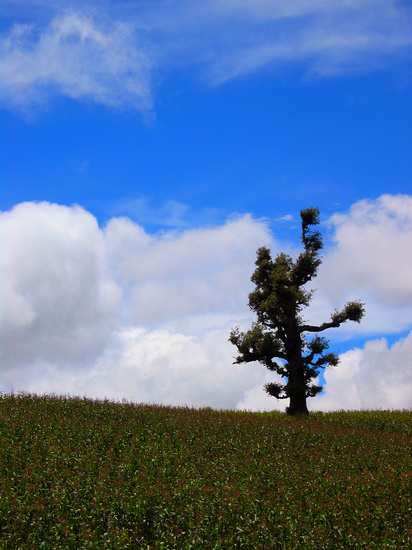 Corn Field *
