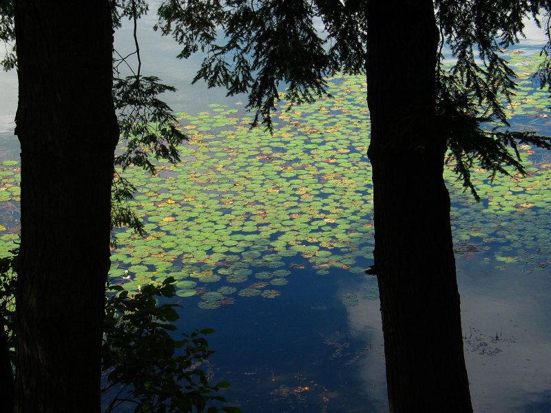 August pond *