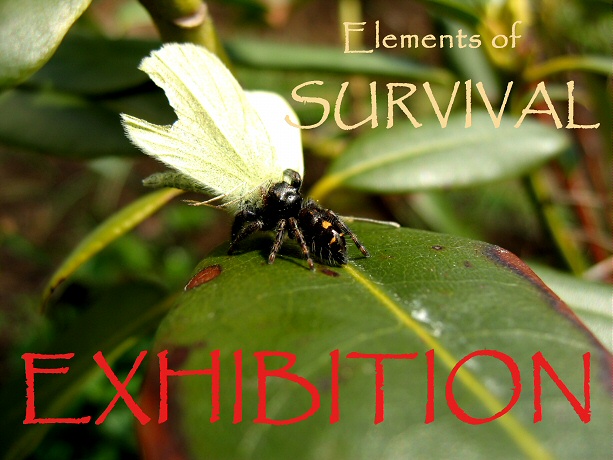 Challenge 63: Exhibition